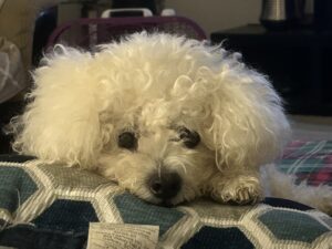 Bichon Frise diabetic dog