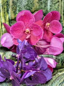 Vanda Purple Orchids marie selby gardens sarasota florida