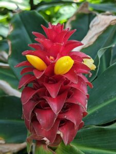 Costus Barbatus Marie Selby Gardens sarasota Florida