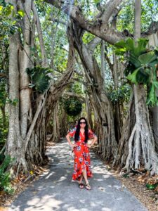 plants and trees at marie selby gardens sarasota florida