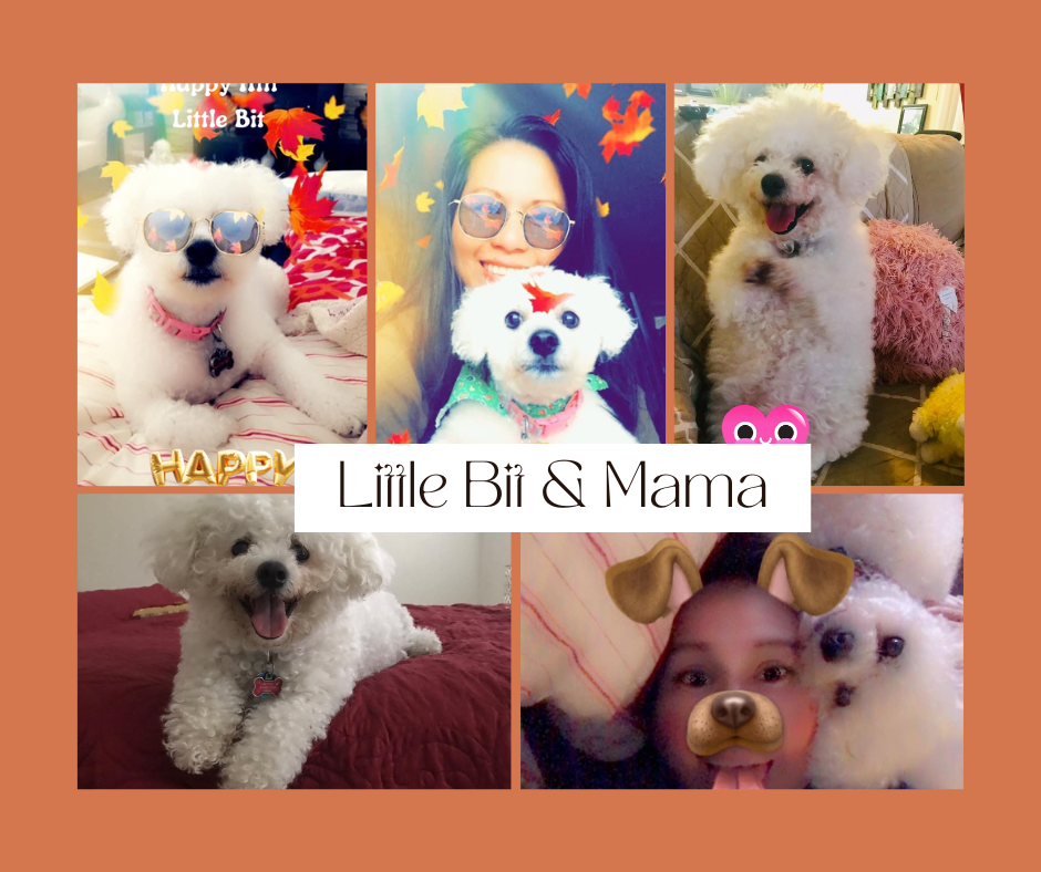 Im Late For Everything website Little Bit the bichon