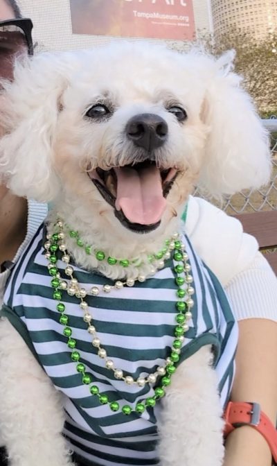 Bichon Frise smiling